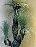 Trees & Palms
